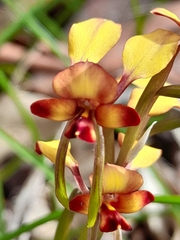 Diuris corymbosa