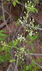 Clematis ligusticifolia