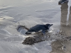 Spheniscus magellanicus