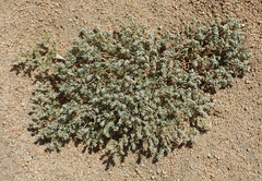 Euphorbia vallis-mortae