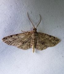 Melanolophia canadaria