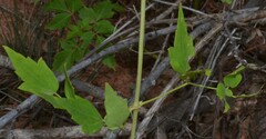 Clematis ligusticifolia