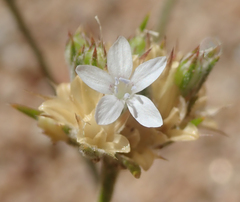 Eriastrum sparsiflorum