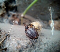 Latrodectus geometricus