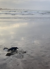 Spheniscus magellanicus