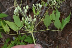 Clematis ligusticifolia