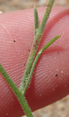Eriastrum sparsiflorum