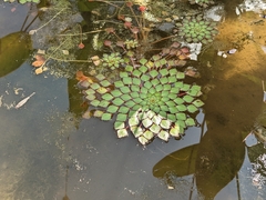 Ludwigia sedoides