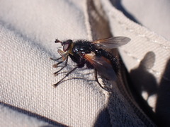 Tachininae