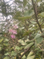 Rubus ulmifolius
