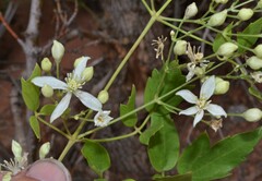 Clematis ligusticifolia
