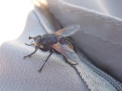 Tachininae