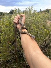 Thamnophis elegans vagrans