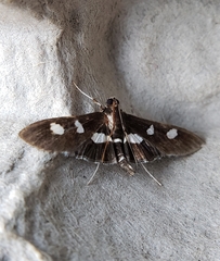 Desmia funeralis