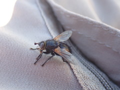Tachininae