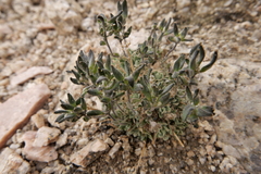 Draba breweri
