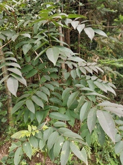 Toxicodendron