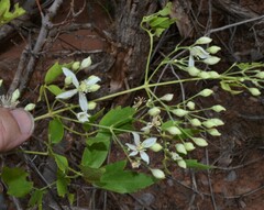 Clematis ligusticifolia