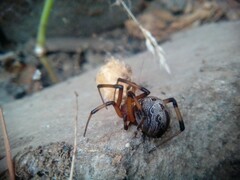 Latrodectus geometricus
