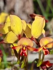 Diuris corymbosa