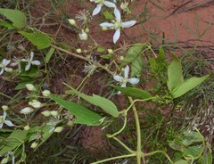 Clematis ligusticifolia