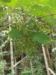 Toxicodendron