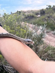 Thamnophis elegans vagrans