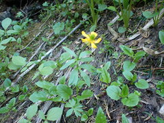 Ranunculus eschscholtzii