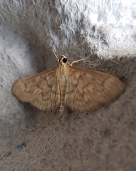 Herpetogramma