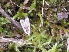 Dichomeris bilobella