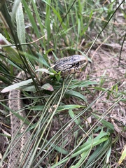 Thamnophis elegans vagrans