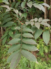 Toxicodendron