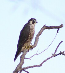 Falco peregrinus