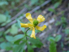 Ranunculus eschscholtzii
