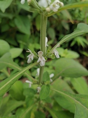 Paraphlomis intermedia