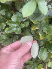 Rubus ulmifolius