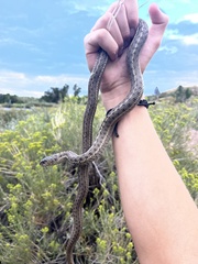 Thamnophis elegans vagrans