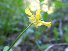Ranunculus eschscholtzii
