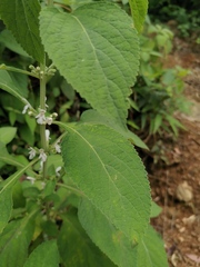 Paraphlomis intermedia