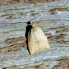 Coelostathma discopunctana