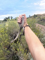 Thamnophis elegans vagrans