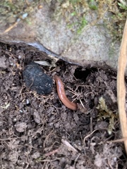 Bipalium adventitium