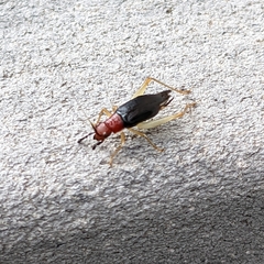 Phyllopalpus pulchellus