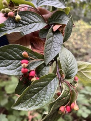 Cotoneaster rehderi