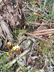 Diuris corymbosa