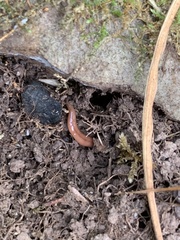 Bipalium adventitium