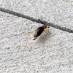 Phyllopalpus pulchellus