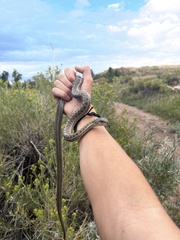 Thamnophis elegans vagrans