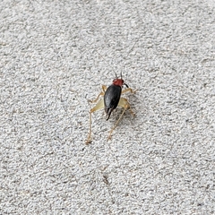 Phyllopalpus pulchellus