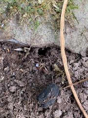 Bipalium adventitium